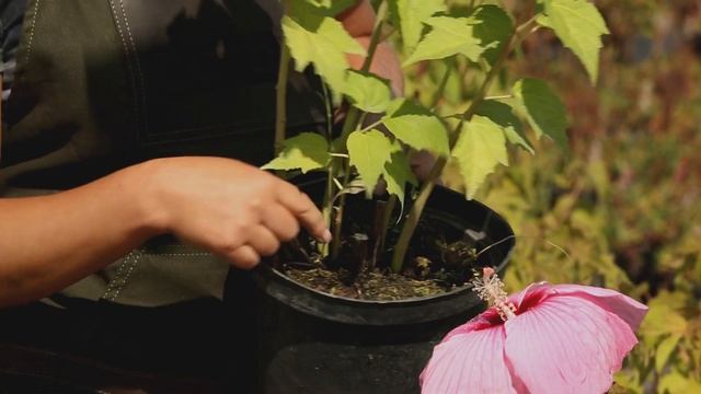 ? Трав'янистий гібіскус ▶ Квітучий Дім 17 Серія ▶ 6соток смотреть онлайн