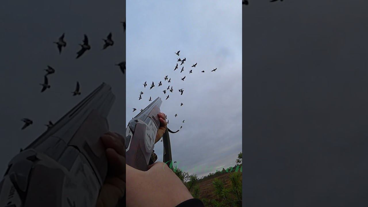 10 гусей с одного налёта: goose hunting смотреть онлайн