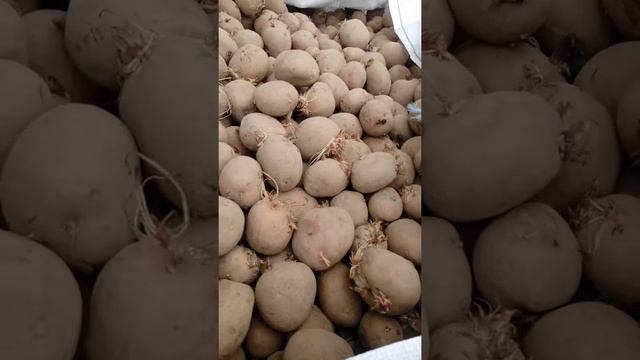 Сажаем картофель сорт "Лили" и "Романо". смотреть онлайн