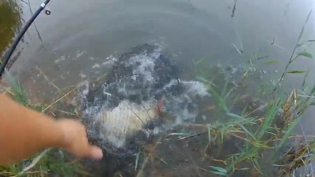 Карп и Толстолобик. Рыбалка на пруду. Все на рыбалку! смотреть онлайн