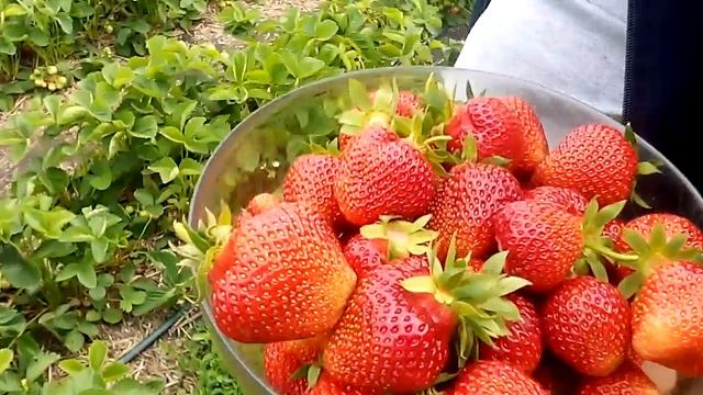 Сбор клубники / Первый сбор / Выращивание клубники смотреть онлайн