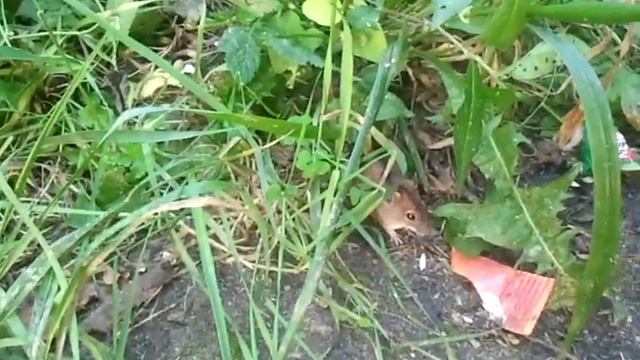 Мышка в лесу)) смотреть онлайн