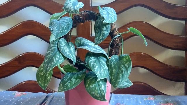 quick update of my scindapsus pictus смотреть онлайн