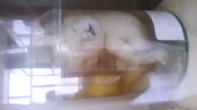 Махачкала музей смотреть онлайн