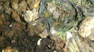 Насекомые в цветочном горшке. Почвенные клещи тащат дрозофилу