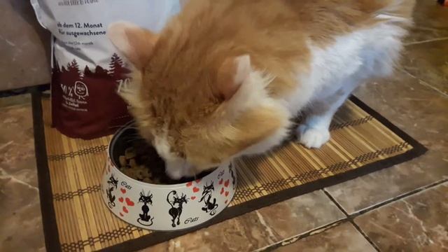 Отзыв по корму для кошек Sanabelle Delicious с косулей и картофелем смотреть онлайн