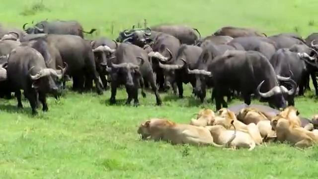 Dramatic !! Lion vs Buffalo Буйволы нападают на львов,буйволы,львы,прайд львов,охота львов смотреть онлайн