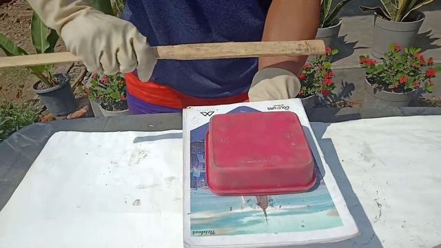 Making cement pots and potting? #bonsai #desertrose #concretepots#athome смотреть онлайн