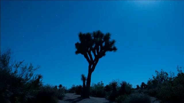 Одинокое дерево (Клип) смотреть онлайн