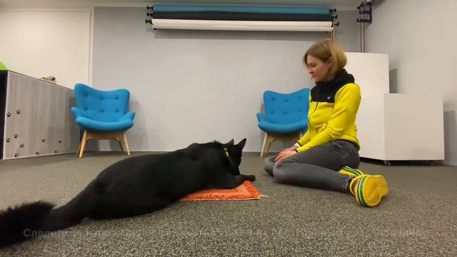 Как научить собаку успокаиваться? смотреть онлайн