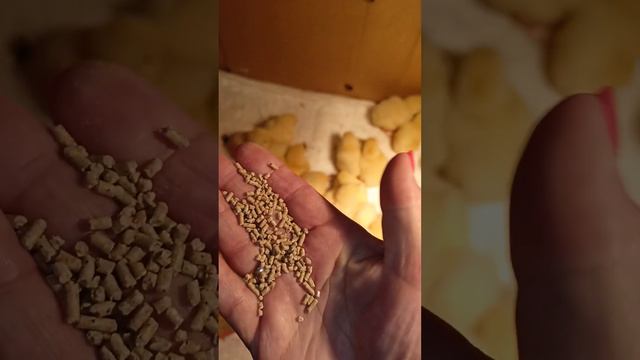 Все про бройлеров. Первые сутки жизни смотреть онлайн