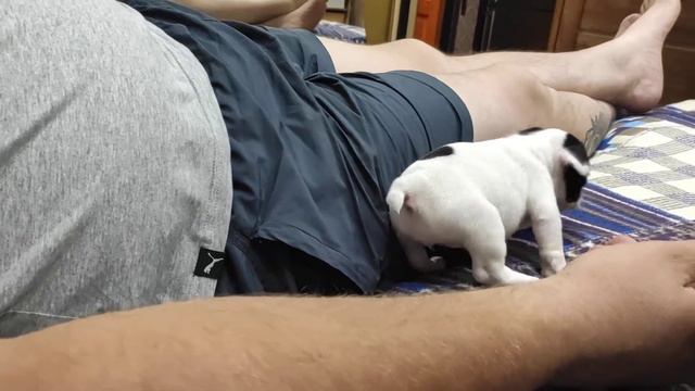 Французский бульдог Куба. Собака покусака.