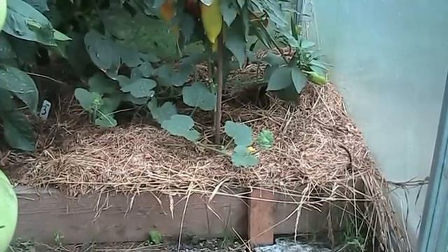 Теплые грядки короба // Секреты хороших урожаев. смотреть онлайн