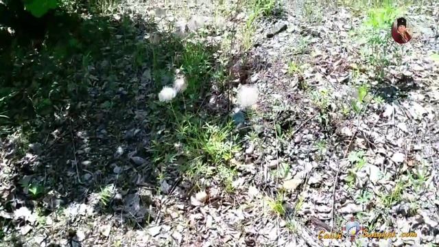Когда цветет шиповник? Аромат любви, шиповника и другие сюрпризы смотреть онлайн