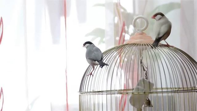 Четыре амадина делят территорию смотреть онлайн