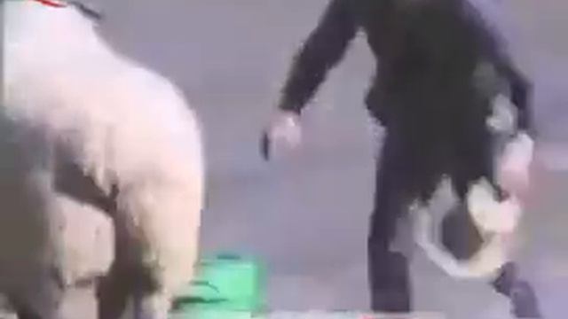 ПРИКОЛ   РЫБНАДЗОР(баран толкнул в реку)