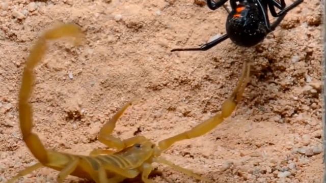 Скорпион в деле! Versus Scorpion! СКОРПИОН против паука, сколопендры, рака, землеройки и даже ежа .