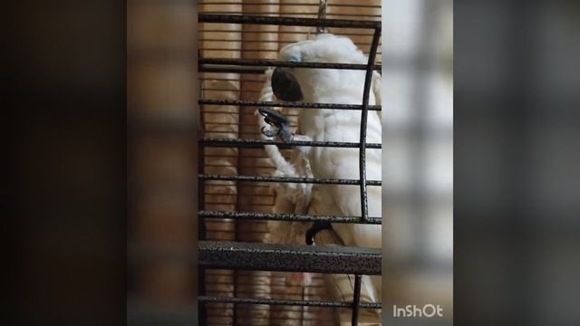 Какаду и Жако дома смотреть онлайн