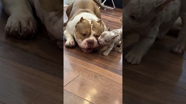Американский булли и щенок американского булли играют вместе ? American Bully Dog.