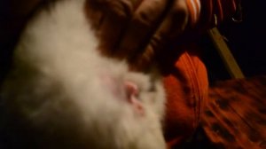 ✅ Как определить пол кролика.! Мальчик или девочка.??? Кликни чтобы узнать.!!!!!