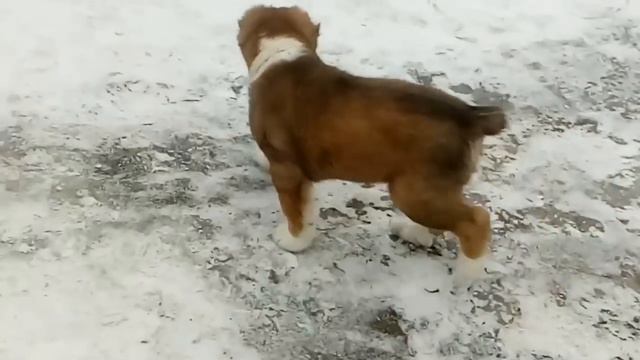 Марселю 2 месяца. смотреть онлайн