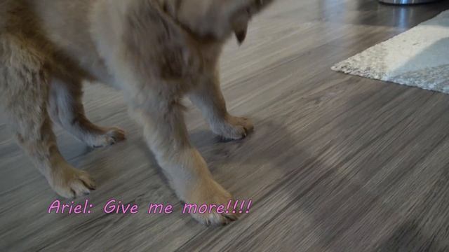 Red Golden Retriever Puppy - First Day Home with 8 Weeks Old Ariel ゴールデンレトリバー смотреть онлайн