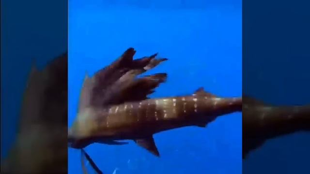 Рыба-парусник ? смотреть онлайн