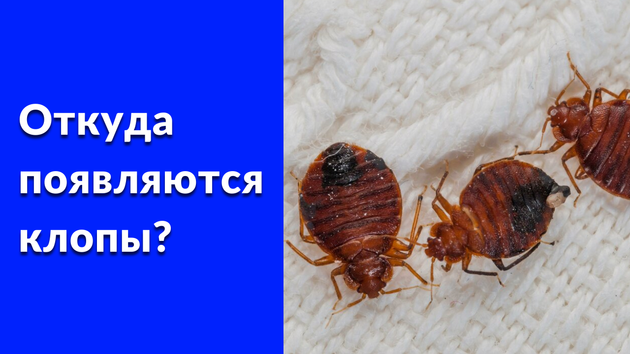 Откуда появляются постельные клопы смотреть онлайн