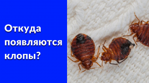 Откуда появляются постельные клопы