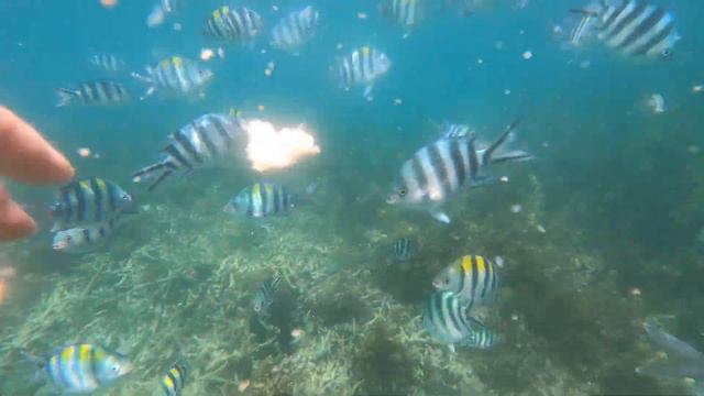 Сафари Блю!!! Нашли ЗВЕЗДУ!!! Съели ЛОБСТЕРА!!! Снорклинг!!! смотреть онлайн