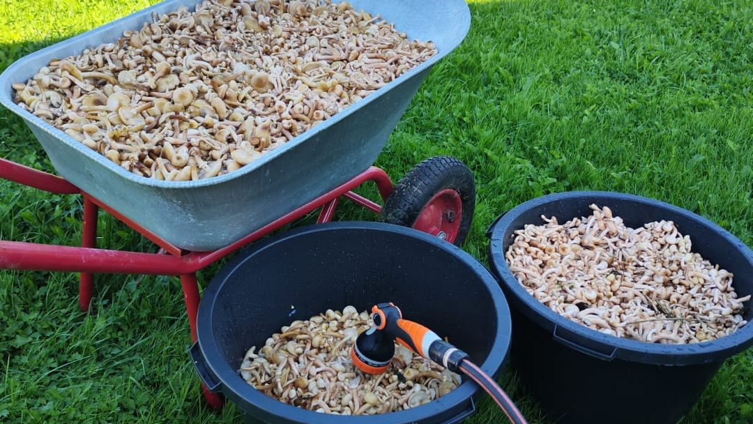 ПОГНАЛИ за грибами в Подмосковье 14.06.2024 г. смотреть онлайн