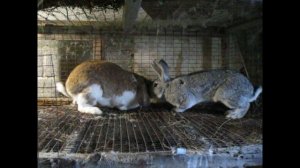 Как покрыть кролиху.