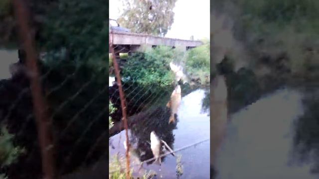 Браканьерская рыбалка!Рыбалка на телевизор! Проверяем телевизоры, экраны смотреть онлайн