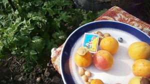 Так в чем отличие Ананасного от Полесского крупноплодного абрикоса