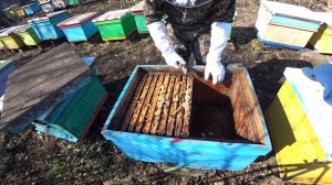 В ПЧЕЛОСЕМЬЕ УДАЛИЛ МАТКУ ТРУТОВКУ, РАМКИ С ПЧЕЛОЙ ПОСТАВИЛ В ОТВОДОК, РЕЗУЛЬТАТ ОБЪЕДИНЕНИЯ