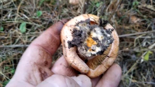 Вкусный и полезный Гриб РЫЖИК (04.11.2019) смотреть онлайн