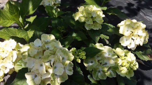 Hydrangea macrophylla Magical Noblesse 2014г.