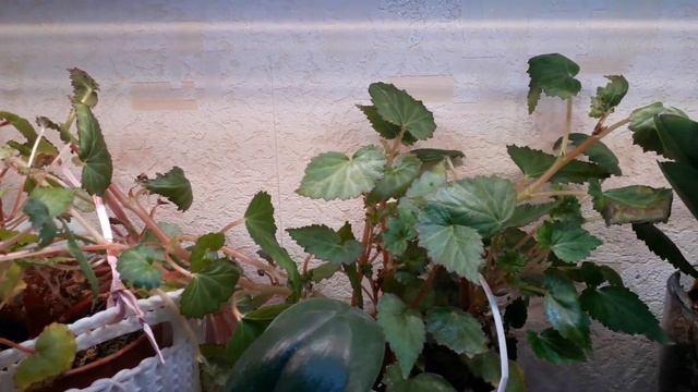 новости с подоконника за январь 🌷🌻🌺🤗🌸приятного просмотра смотреть онлайн