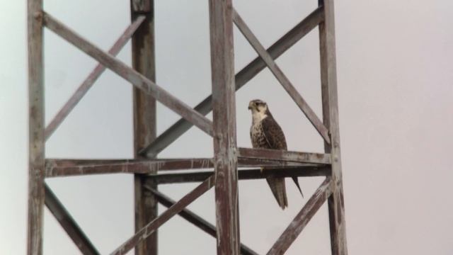 raróg Falco cherrug смотреть онлайн