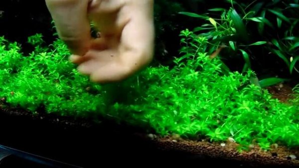 HM (Hemianthus micranthemoides)  ültetés. 2 rész.