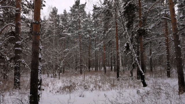Зимний пейзаж со звуками реки | Winter landscape with river sounds смотреть онлайн