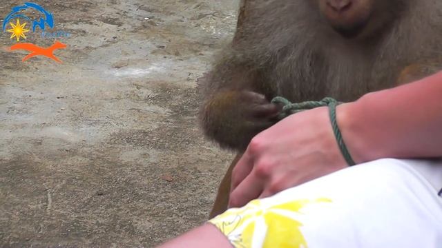 Когда обезьяна умеет лучше тебя развязывать узлы смотреть онлайн