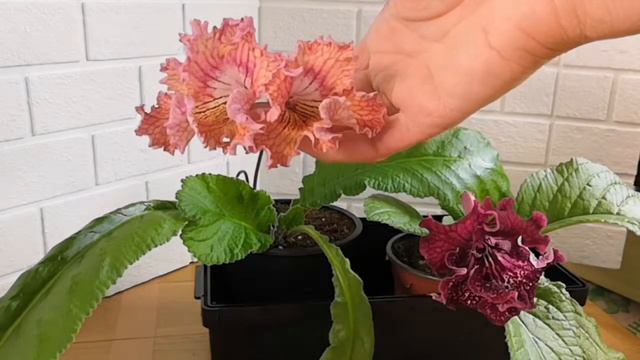 Стрептокарпусы Listy и DS-Шейк смотреть онлайн