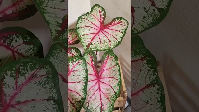 Apple Blossom: US Caladium смотреть онлайн
