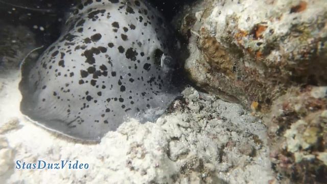 Night Hunters. Maaya Thila, Maldives смотреть онлайн