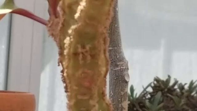 EUPHORBIA LEUCONEURA - MADAGASCAR JEWEL PLANT смотреть онлайн