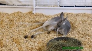 ? Детёныш кенгуру в сумке у мамы. Контактный зоопарк. Ярмарка штата Техас. Даллас