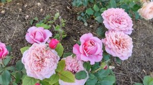 РОЗЫ Принцесса Шарлен Де Монако, Мияби, Сурир де Хавр, Эшли и другие...