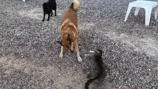 Кот поймал рыбу, а собака поймала кота! смотреть онлайн