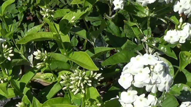 Phlox Paniculata ´Rembrandt´